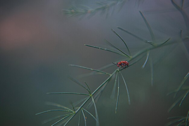 Red Milkweed Beetle sitting on a green leaf