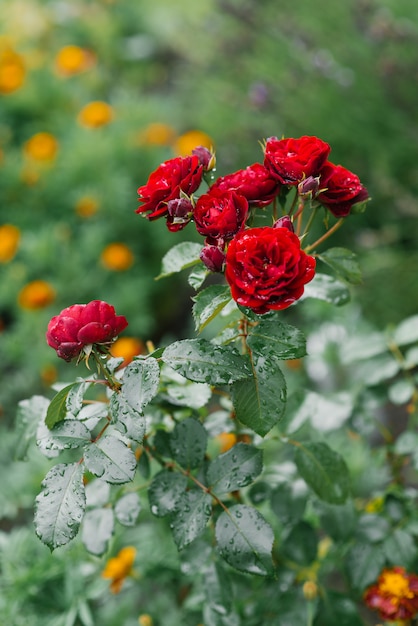 Red mini roses after rain in the garden