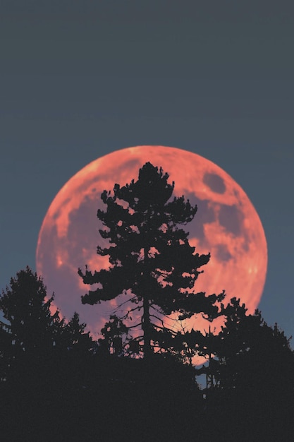 RED MOON BACKGROUND WITH TREE AND WATER