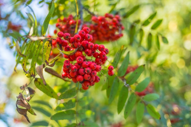 Red mountain ash on a branch, macro photo with selective focus.autumnal colorful red rowan branch.red ripe rowan berry branch.bunch of orange ashberry