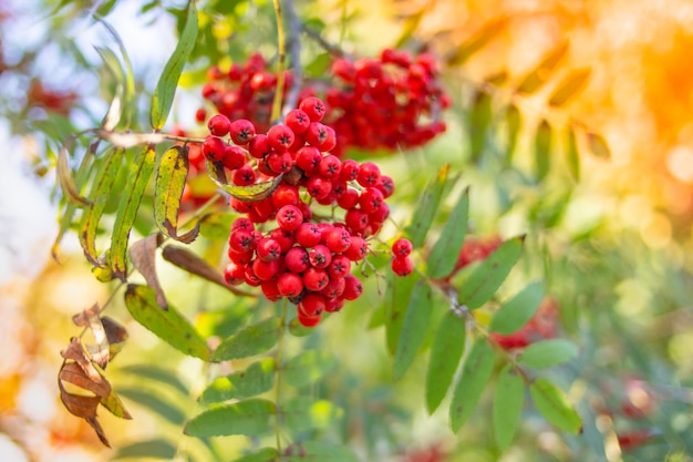 Red mountain ash on a branch. 