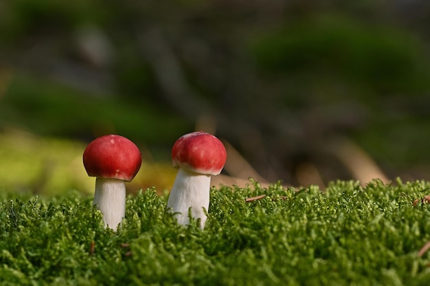 red mushroom on green grass