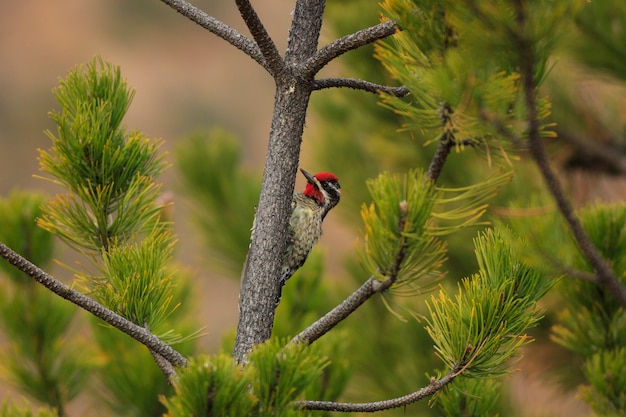 Red-naped Sapsucker in Tree