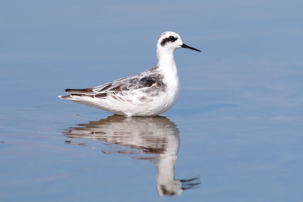 Red-necked Phalarope Phalaropus lobatus Birds on the Water reflection