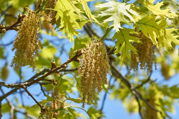 Red oak blooms inflorescences bloom Red oak lat Quercus rubra is a tree a species of the genus Oak