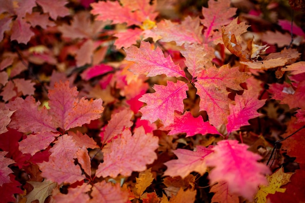 Red oak leaf quercus rubra fall autumn tree