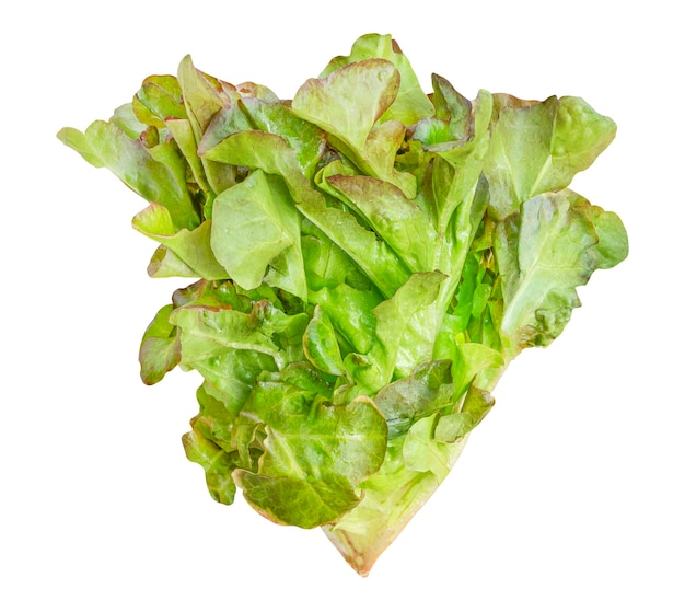 Red oak lettuce vegetable isolated on white background with clipping path