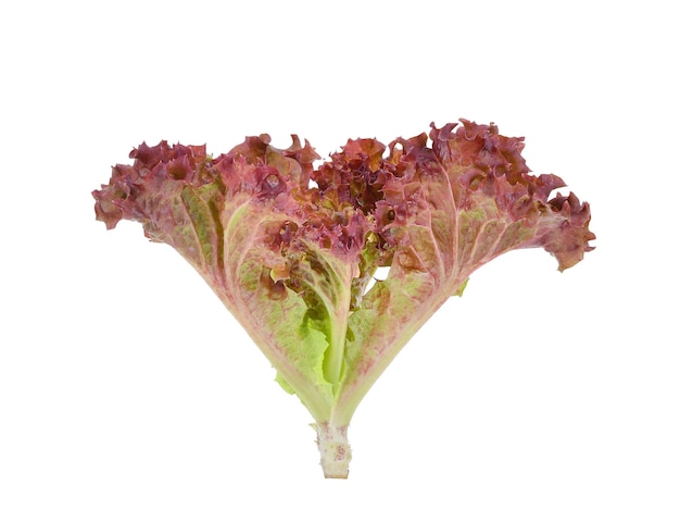 Red oak lettuce on white background