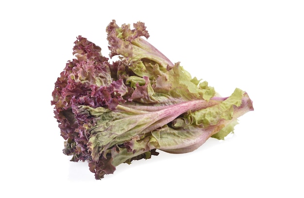 Red oak lettuce on white background