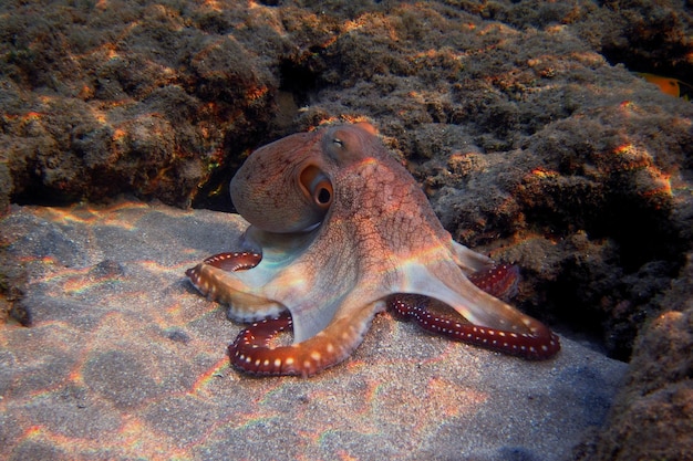 Red octopus in the sand