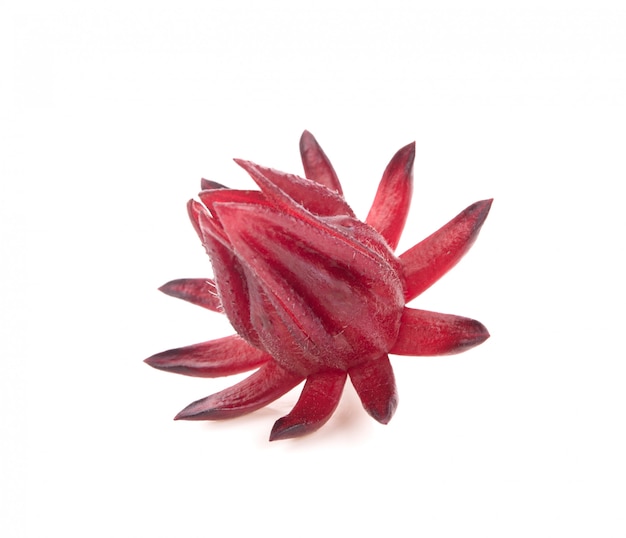 Red okra flower on isolated white background