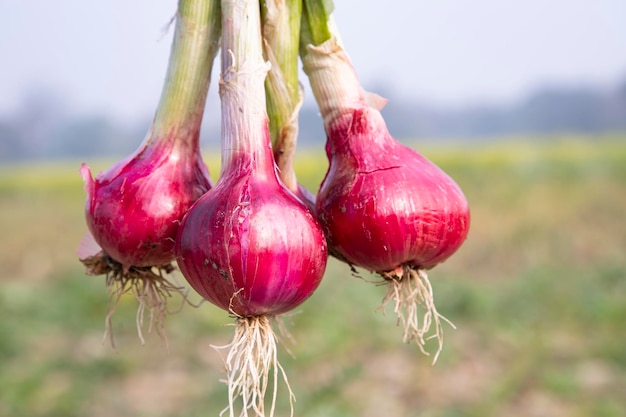 Red onion on the field in Bangladesh Shallot