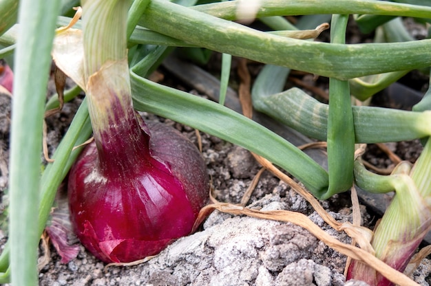 Red onion growing in a garden