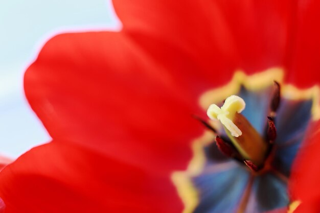 Red open tulip Flower pattern background tulip pistil macro