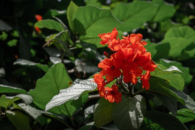 Red Orang Flowers with Green Leaves