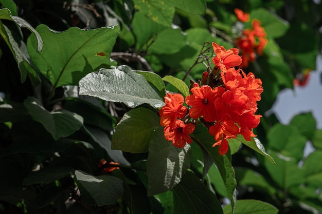 Red Orang Flowers with Green Leaves