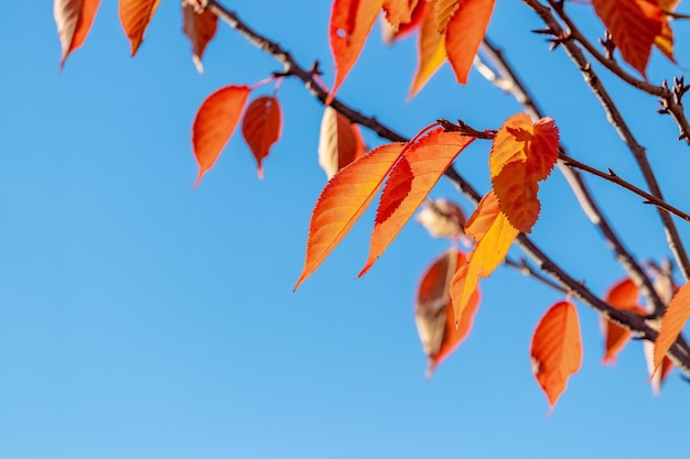 Red and orange autumn leaves on a tree against the background of the sky in sunny weather