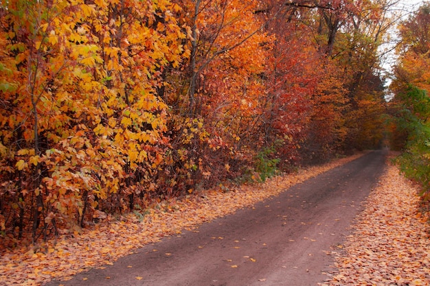 Red orange green yellow trees on fall road Landscape photography adventuretime Beautiful autumn scenery in park Orange and yellow autumn leaves on trees