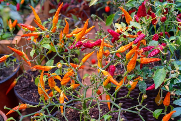 Red and orange hot peppers.