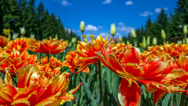 Red and orange tulip flowers on a flowerbed in the city park