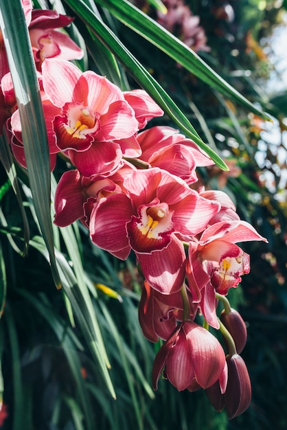 Red orchid blooming in the forest