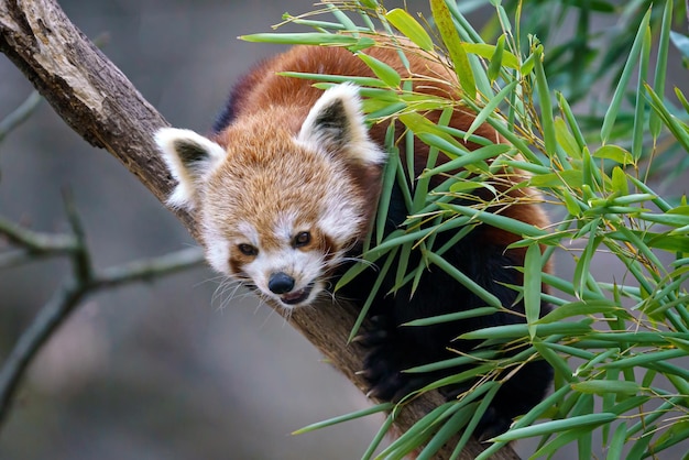 Red panda Ailurus fulgens on the tree Cute red panda bear eats bamboo