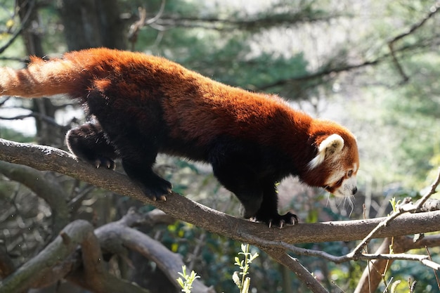 Red panda close up portrait looking at you