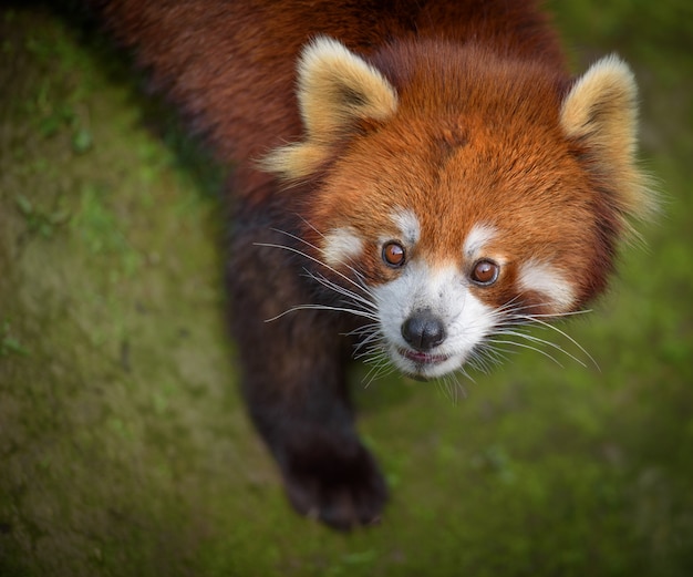 Red panda head portrait looking up with surprised expression