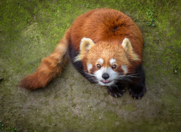 Red panda looks up