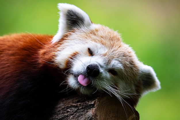 Red panda Mammal and mammals Land world and fauna Wildlife and zoology