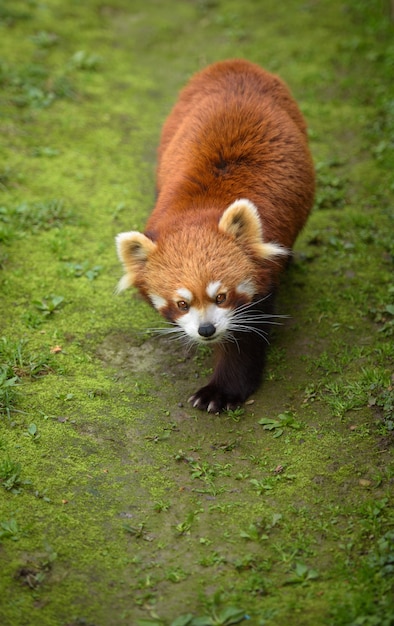 Red panda walking on a path covered with moss