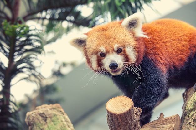 Red Panda