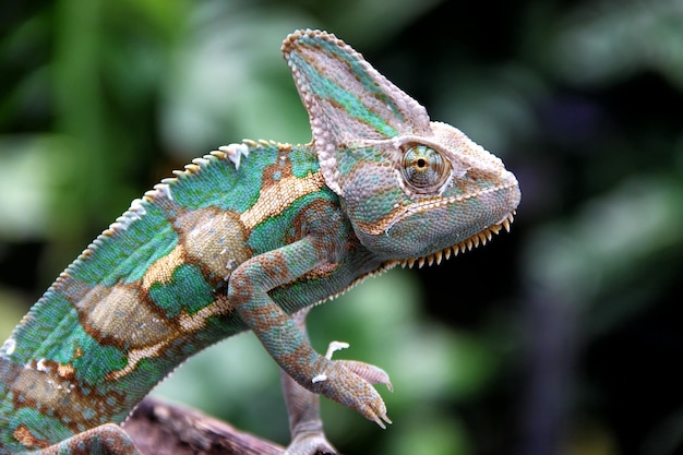 Red Panther Chameleons or chamaeleons family Chamaeleonidae are a distinctive and highly specializ