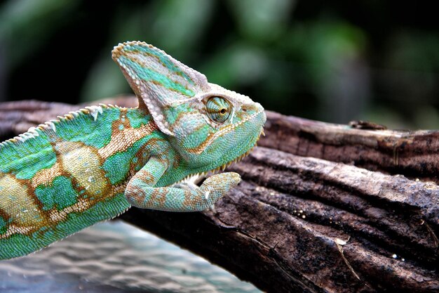 Photo red panther chameleons or chamaeleons family chamaeleonidae are a distinctive and highly specializ