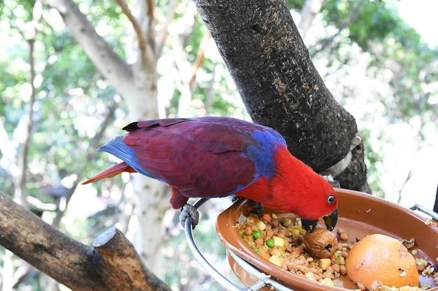 A red parrot eats food from a bowl.