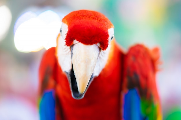 Photo red parrot head with blur bokeh background