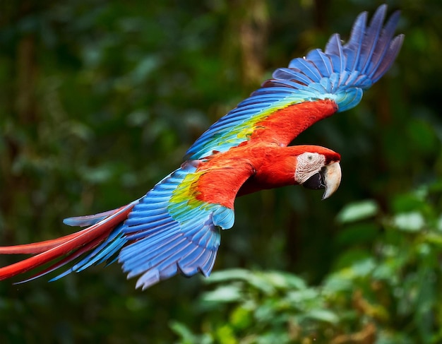 Red parrot in the rain Macaw parrot flying in dark green vegetation