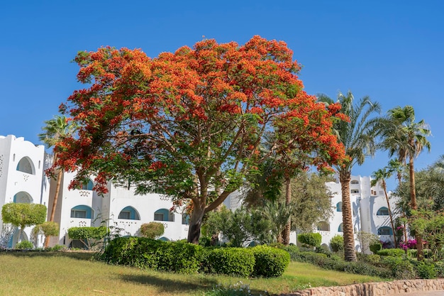 Red peacock flowers or the flame tree royal poinciana on blue sky background near beach Sharm El Sheikh Egypt Africa