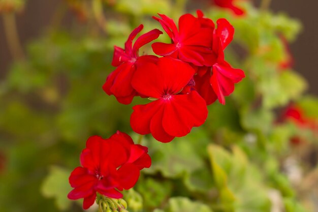 Red pelargonium flower in a pot in the yard