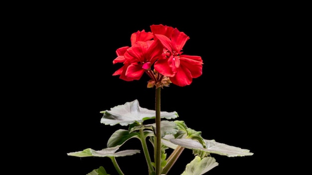 Red Pelargonium or Geranium flowers isolated on black background