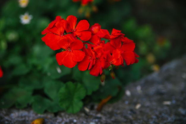 Red pelargonium Red geranium flowers in the summer garden Bright pelargonium closeup A houseplant