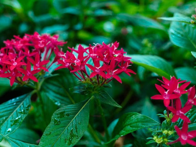 Red pentas flowers on a flowerbed after rain in the park closeup