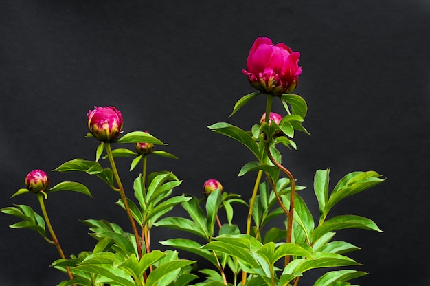 Red peonies on a black background