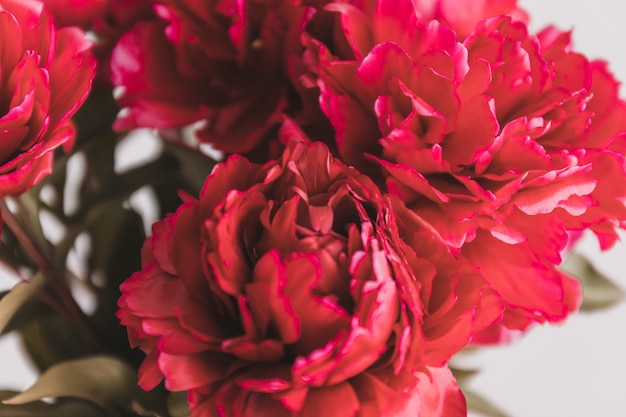 Red peonies bouquet isolated on gray wall. Wedding invitation concept