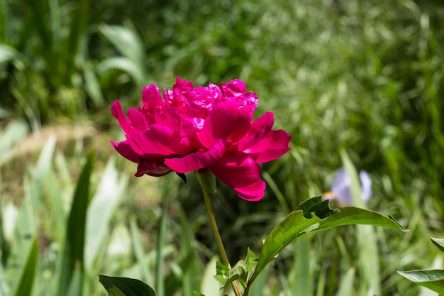 Red peonies in garden big flowers