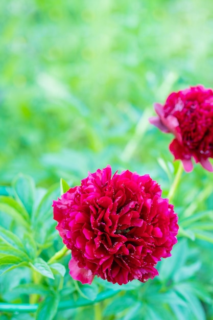 Red Peony albiflora Paeonia officinalis Command Performance in the gardenBig magenta colored flowers of common peonies in park