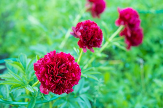 Red Peony albiflora Paeonia officinalis Command Performance in the gardenBig magenta colored flowers of common peonies in park