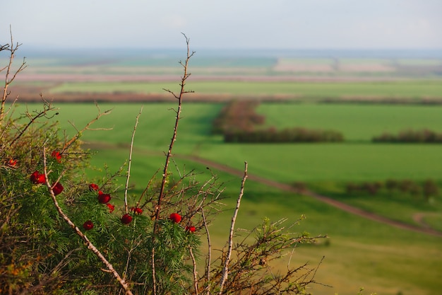 Red peony on the background of grassy field and hills. Rural landscapes. Shot from above. Beautiful top view of sown fields.