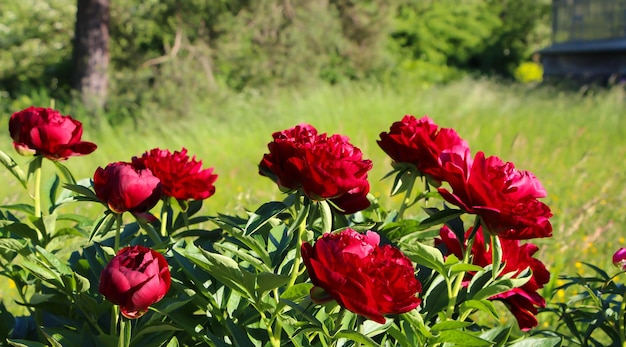 Red peony bush lat Paeonia Chocolate Soldier paeonia with selective focus large format