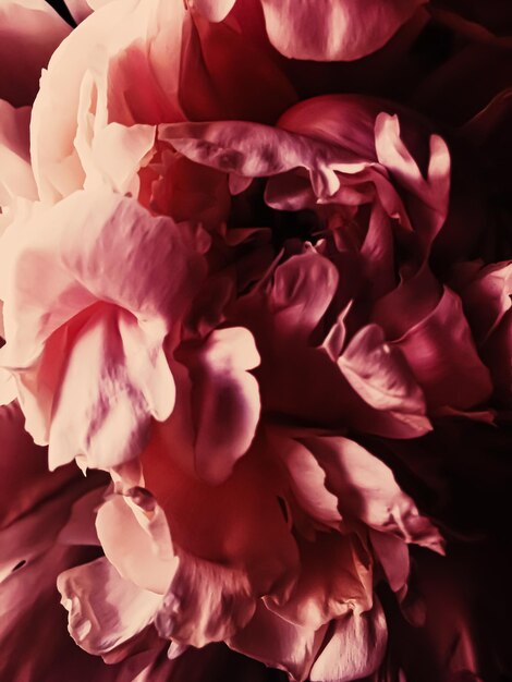 Photo red peony flower as abstract floral background for holiday branding